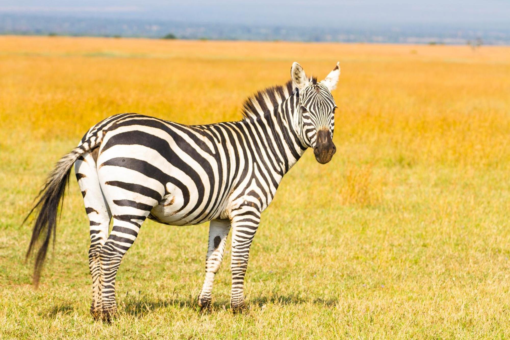 Ol Pejeta Mansion Villa Nanyuki Bagian luar foto